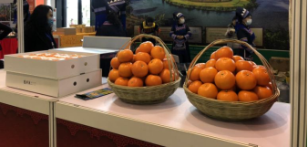 香港马料正版资料