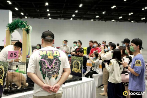 香港马料正版资料