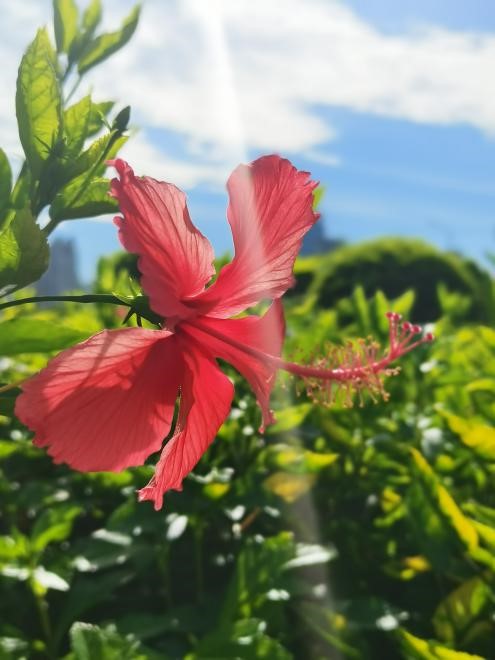 香港马料正版资料