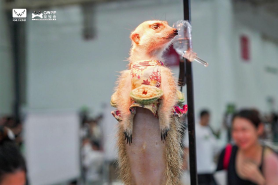 香港马料正版资料