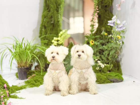 香港马料正版资料