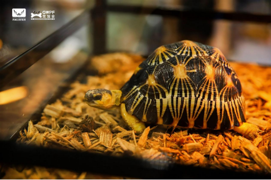 香港马料正版资料