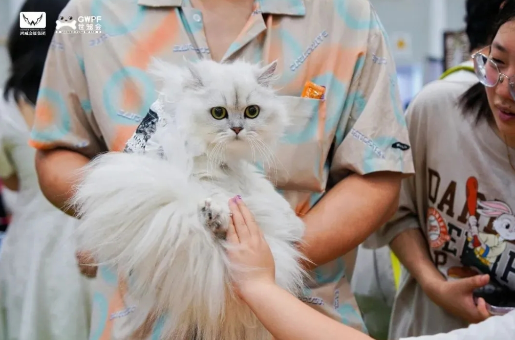 香港马料正版资料