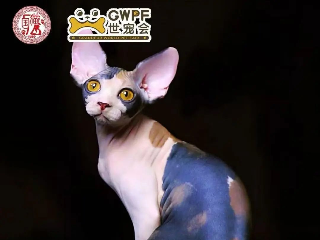 香港马料正版资料