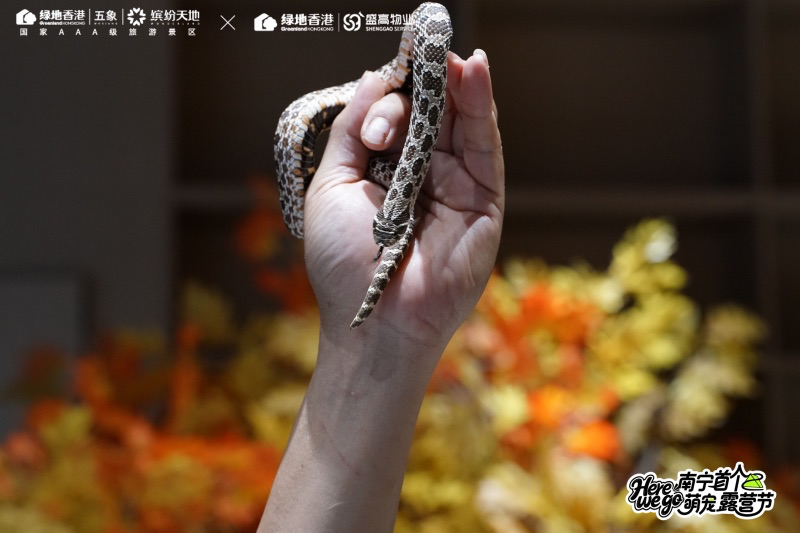 香港马料正版资料