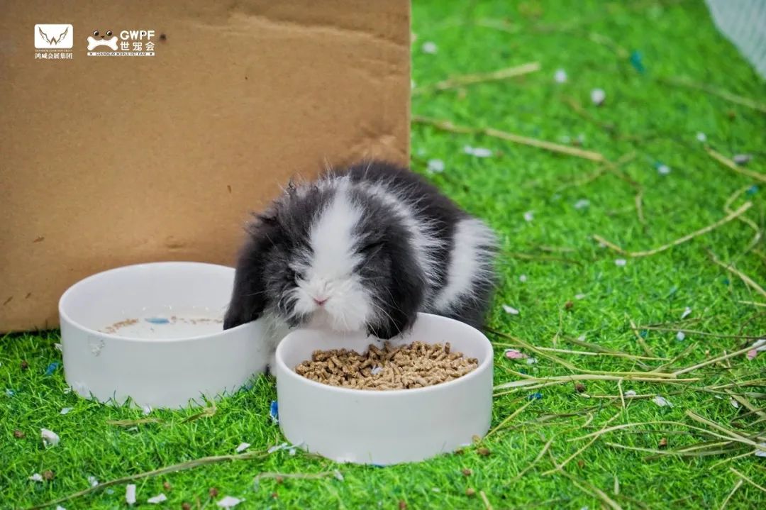 香港马料正版资料