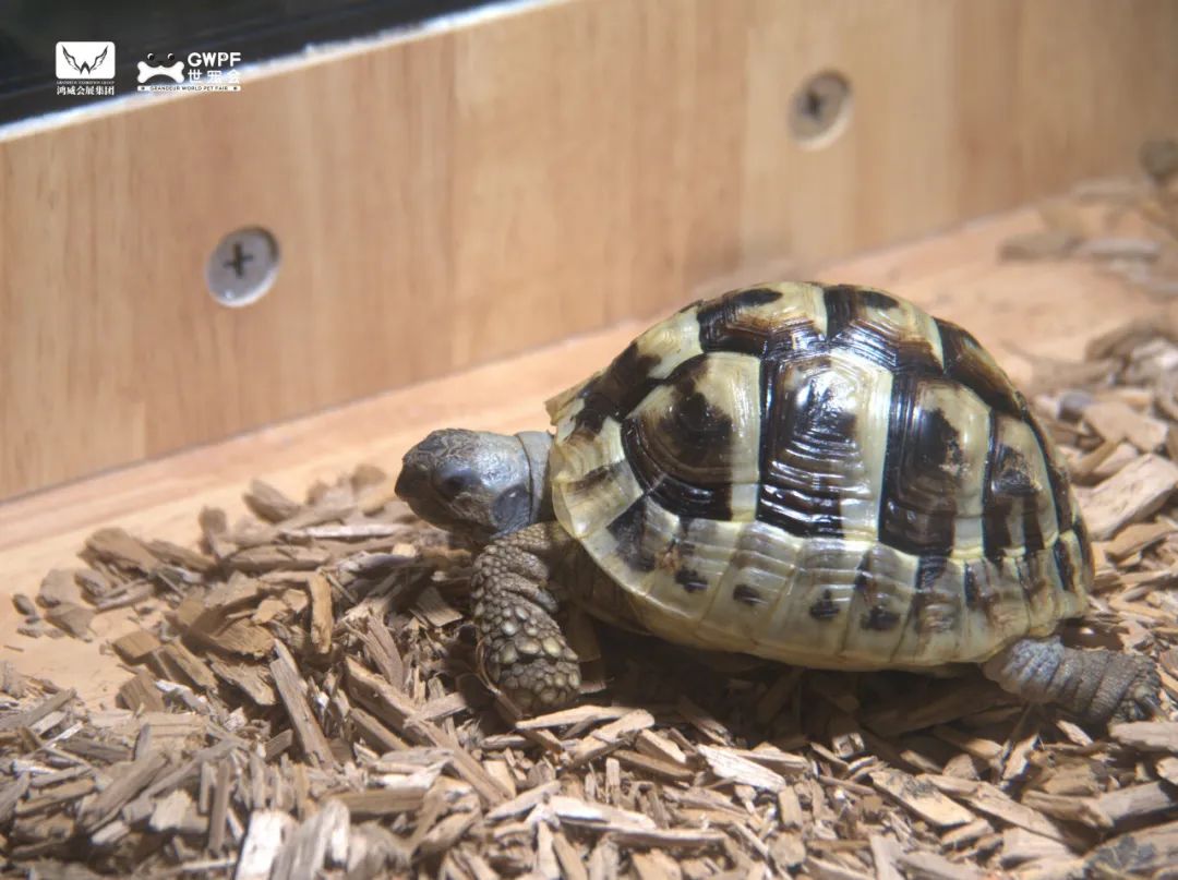 香港马料正版资料