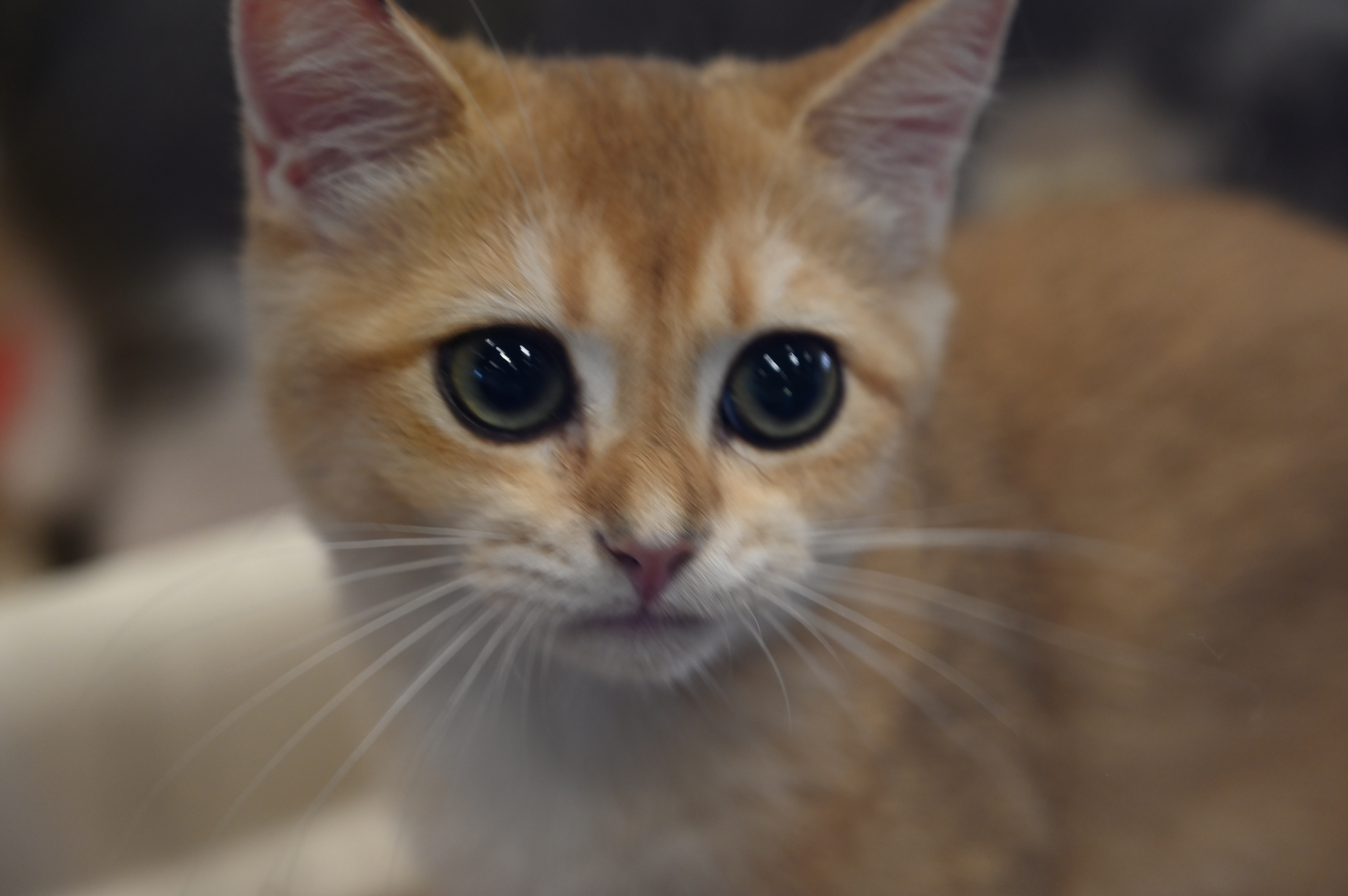 香港马料正版资料