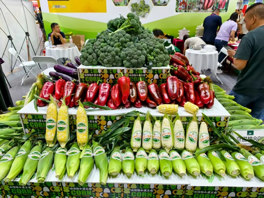 香港马料正版资料