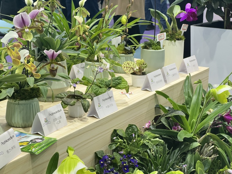 香港马料正版资料